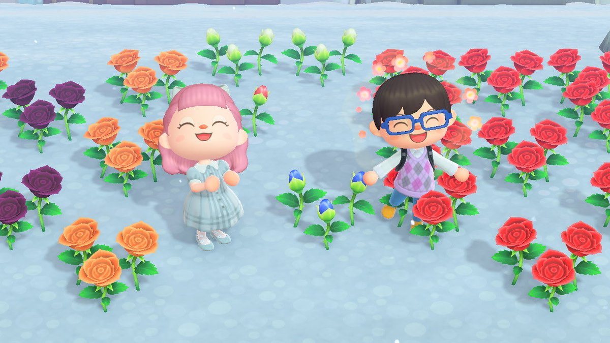xx_yu_08's tweet photo. ついに青薔薇が咲いた🌹
自力で交配させたことなかったから嬉しい〜！ https://t.co/XkCPlAqqaL