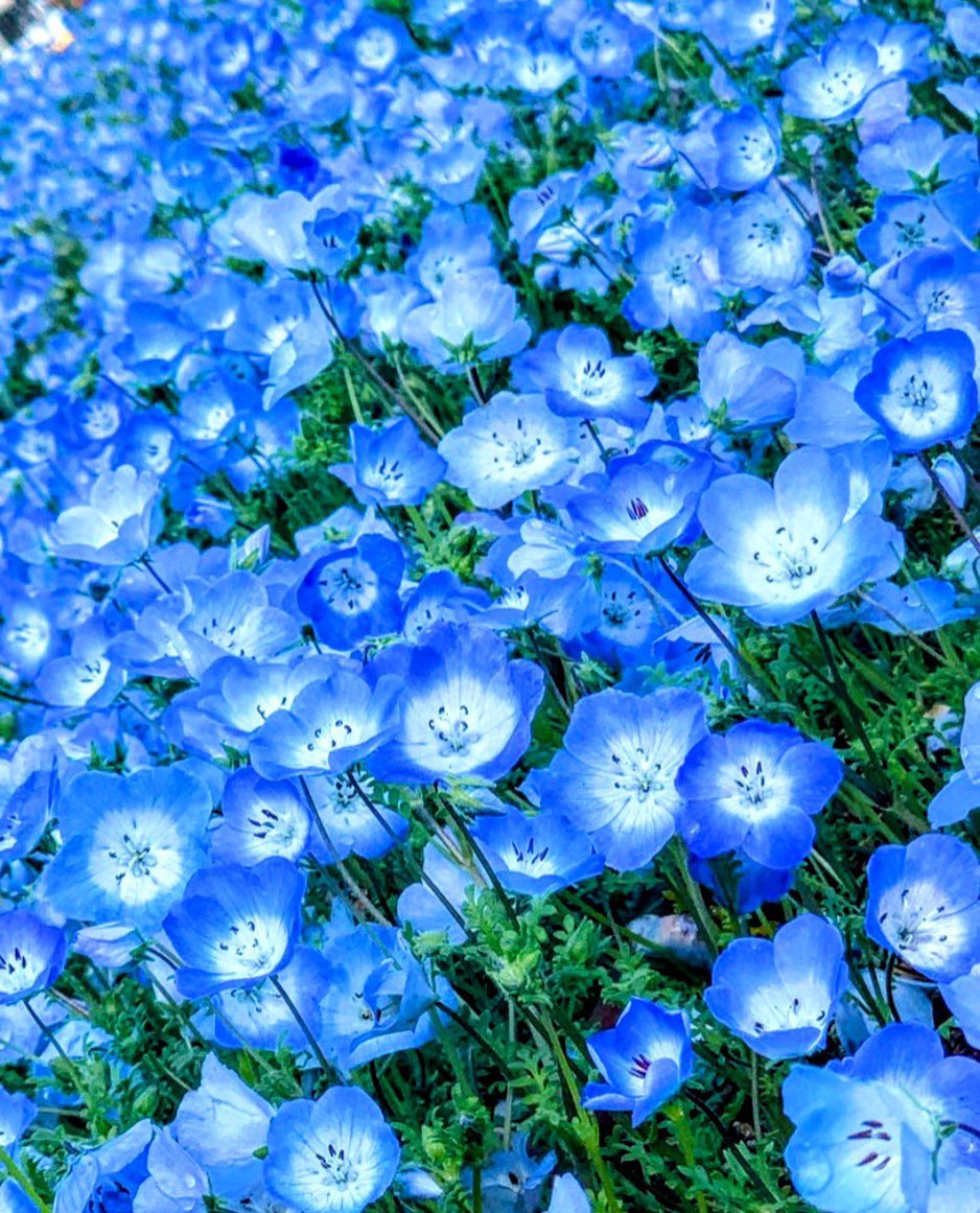 soputamito's tweet image. 笑顔の輪😊⚾️⚾️
#TLを花でいっぱいにしよう
#キリトリセカイ
#ネモフィラ