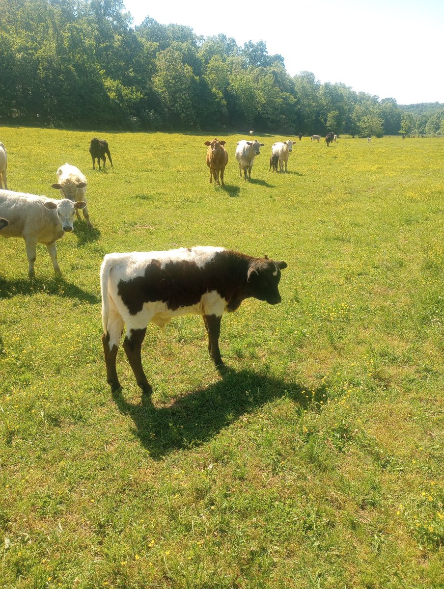 Farm Boy tweet media
