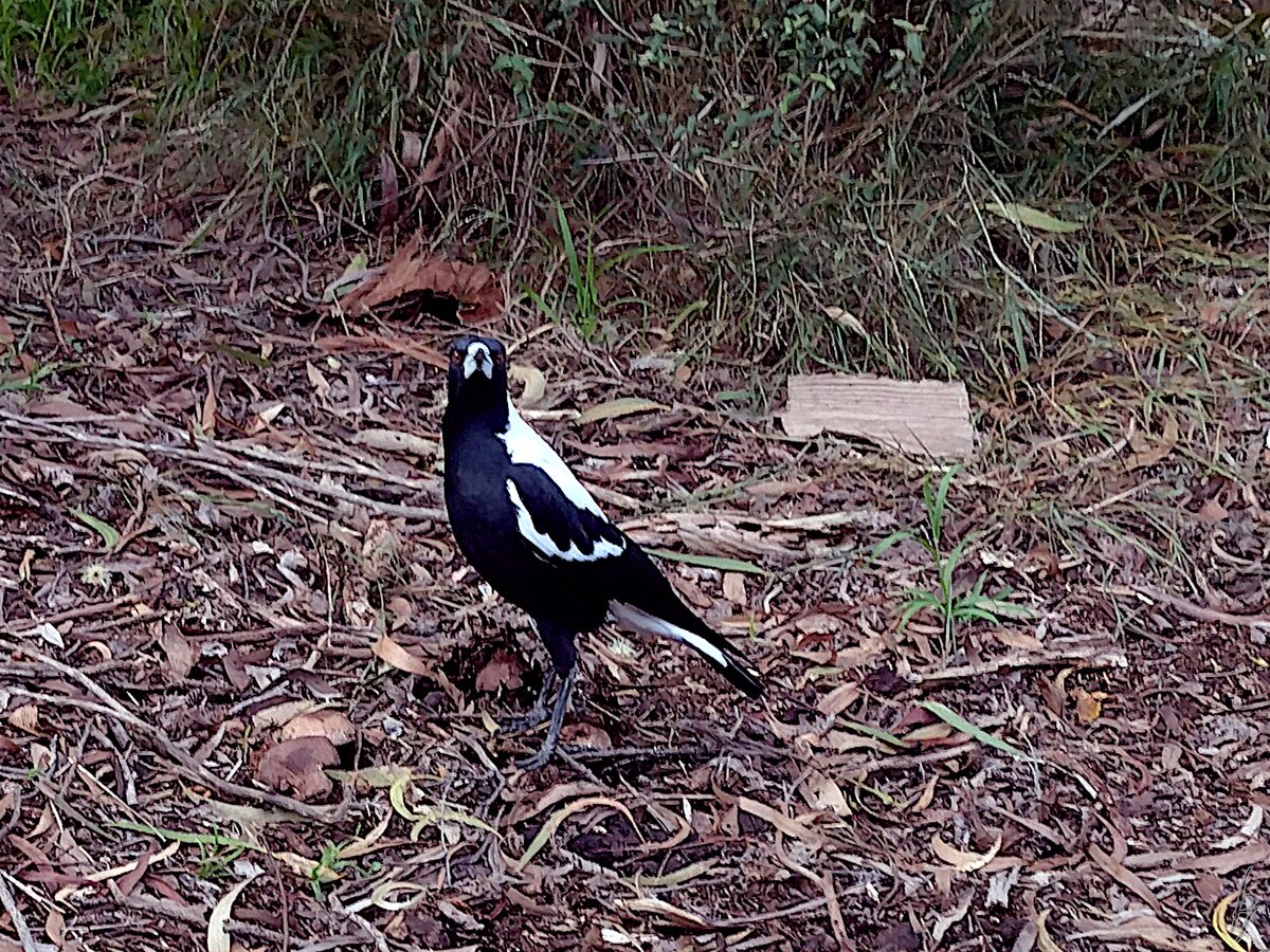 thorfinn's tweet image. An #Autumn afternoon post rain at the creek with a heron, a mudlark, a magpie &amp;amp; #ducks #getoutside #nature #nokia @WildMelbourne @rebecca_le_get @BirdlifeOz @MandyHerriot