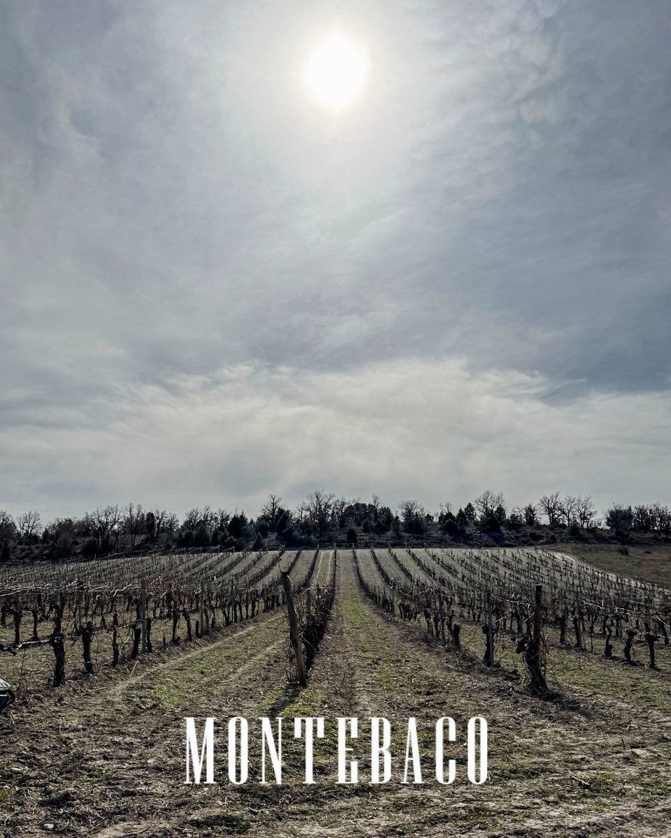 BODEGAS MONTEBACO tweet media