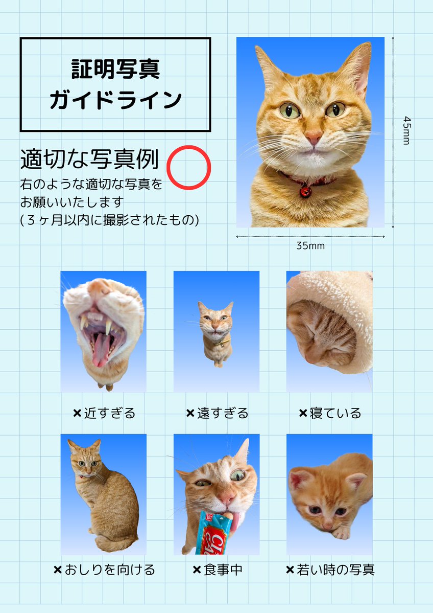ぷりんちゃん𝕏 tweet media