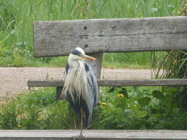 dvanduuren1's tweet image. Did You Already See our 
Brand New 

- Bathing Heron - 
Designs....? !   !

See/read on our 
EDS News Facts Blog: 

edsnewsfacts.blogspot.com/2026/05/garden…

#Herons #Birds #BirdPhotography #News #Nature 
#Sunny #Naturelovers #Bathing #Water #Waterbird 
#zazzlemade #Blogs #Blogging #Blogger