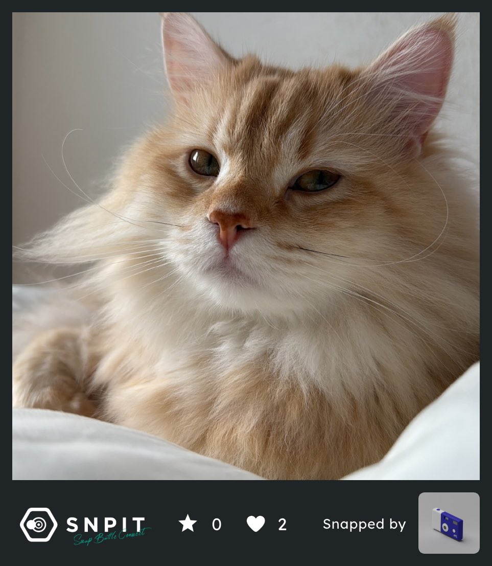 SNPIT Colors tweet media
