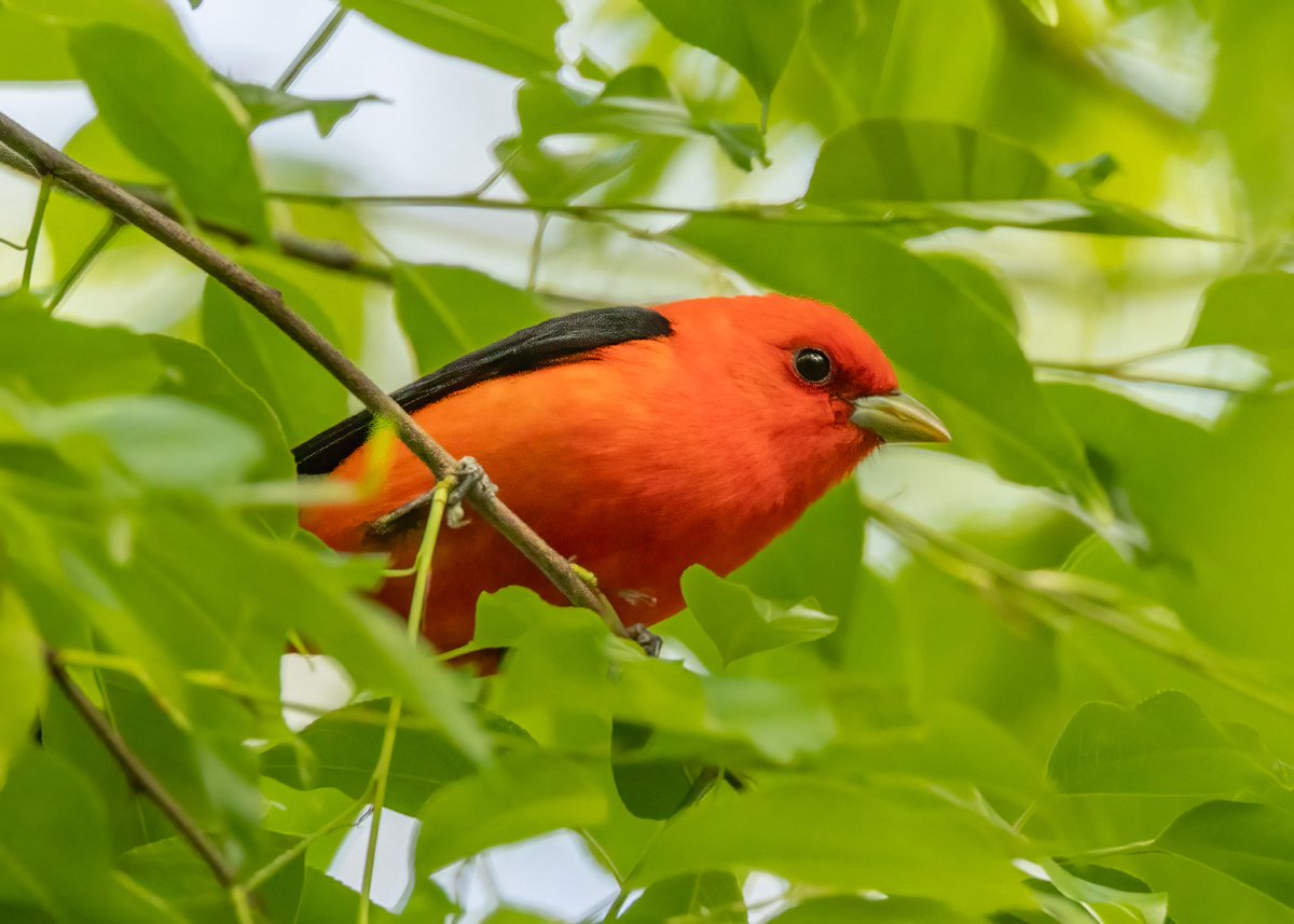VenusNabs's tweet image. Two beautiful  Scarlet Tanagers at Central Park Loch recently #birdcpp #nature #birds #wildlife #birdphotography #BirdsOfTwitter #CanonPhotography