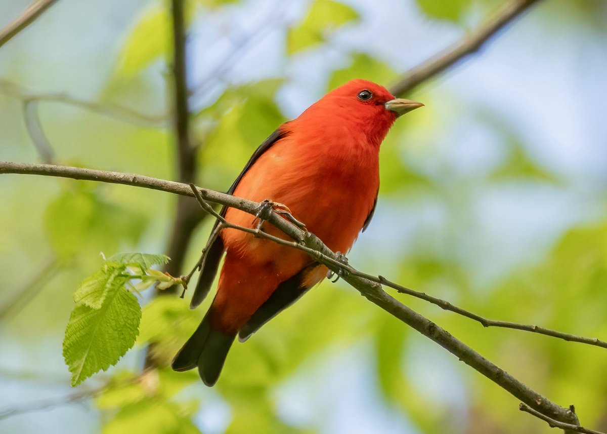 VenusNabs's tweet image. Two beautiful  Scarlet Tanagers at Central Park Loch recently #birdcpp #nature #birds #wildlife #birdphotography #BirdsOfTwitter #CanonPhotography