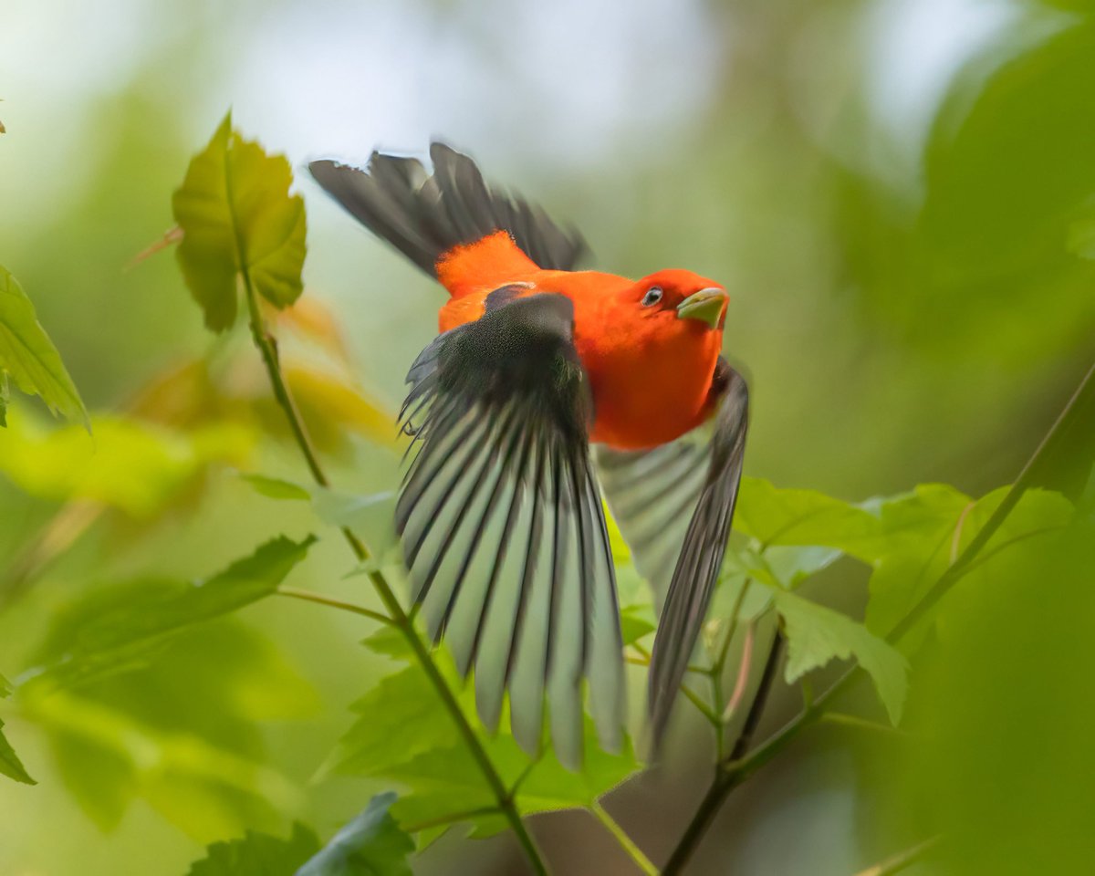 VenusNabs's tweet image. Two beautiful  Scarlet Tanagers at Central Park Loch recently #birdcpp #nature #birds #wildlife #birdphotography #BirdsOfTwitter #CanonPhotography