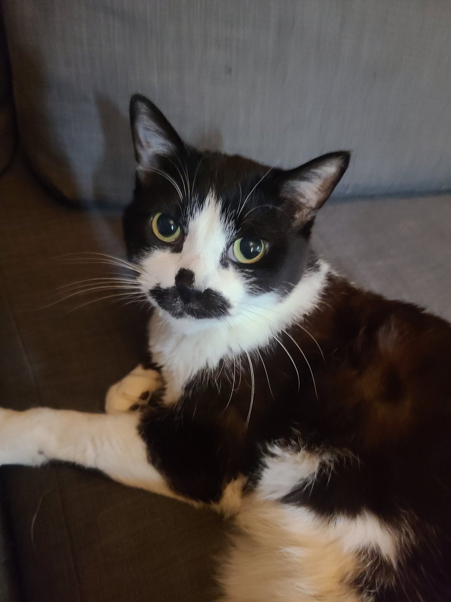 オセロ🐱 はちわれオス猫🐱 #猫 #ねこ #はちわれ #はちわれ猫 #オス猫