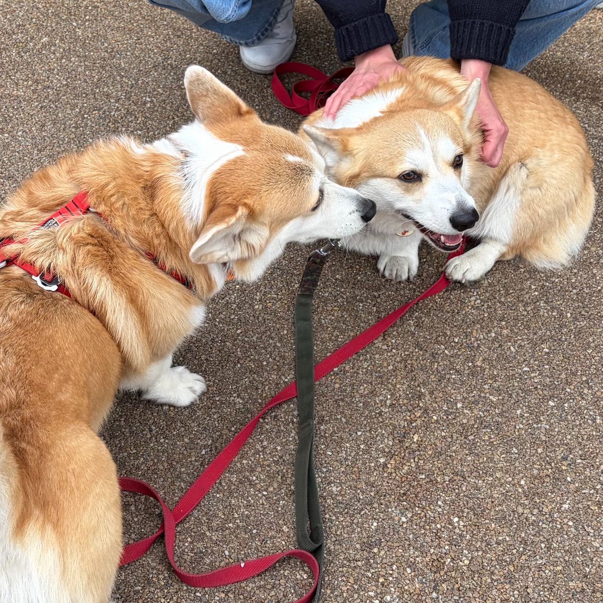 Александр “Corgi Dad” Бармин tweet media