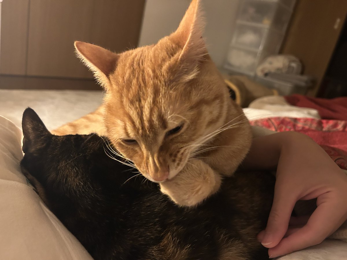 ごんねこ tweet media