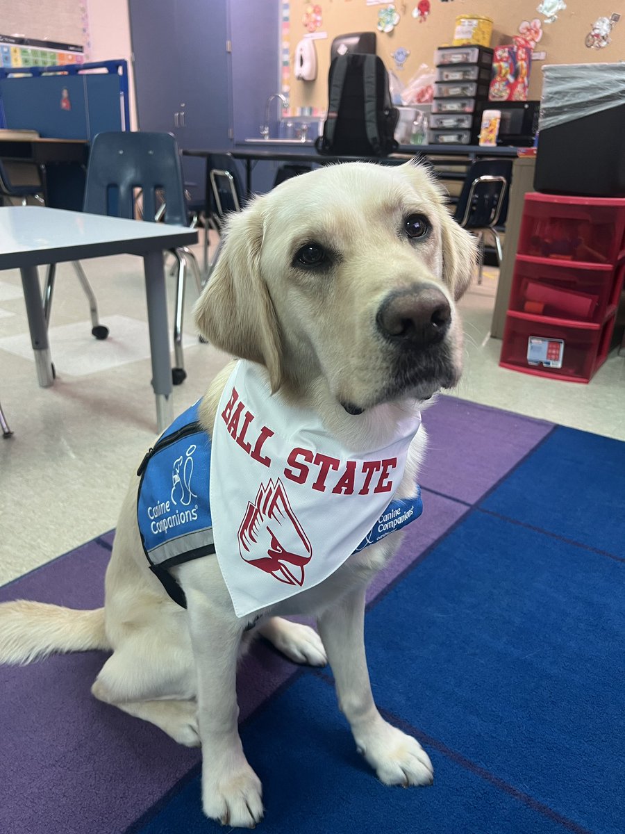 JamesonLeeIV's tweet image. I’m wearing my favorite school for #college day. Go Cards! @AldineISD @BallState #facilitydog #aldinestory #caninecompanions