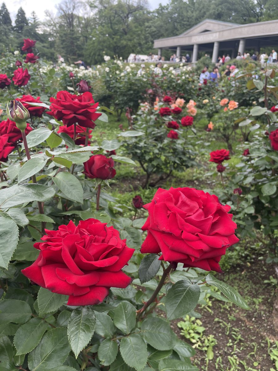 aliceiphone's tweet photo. 神代植物園のバラかなり咲いてました。
本日は入園無料でとてもお得でした。 https://t.co/fYtSFybEMv