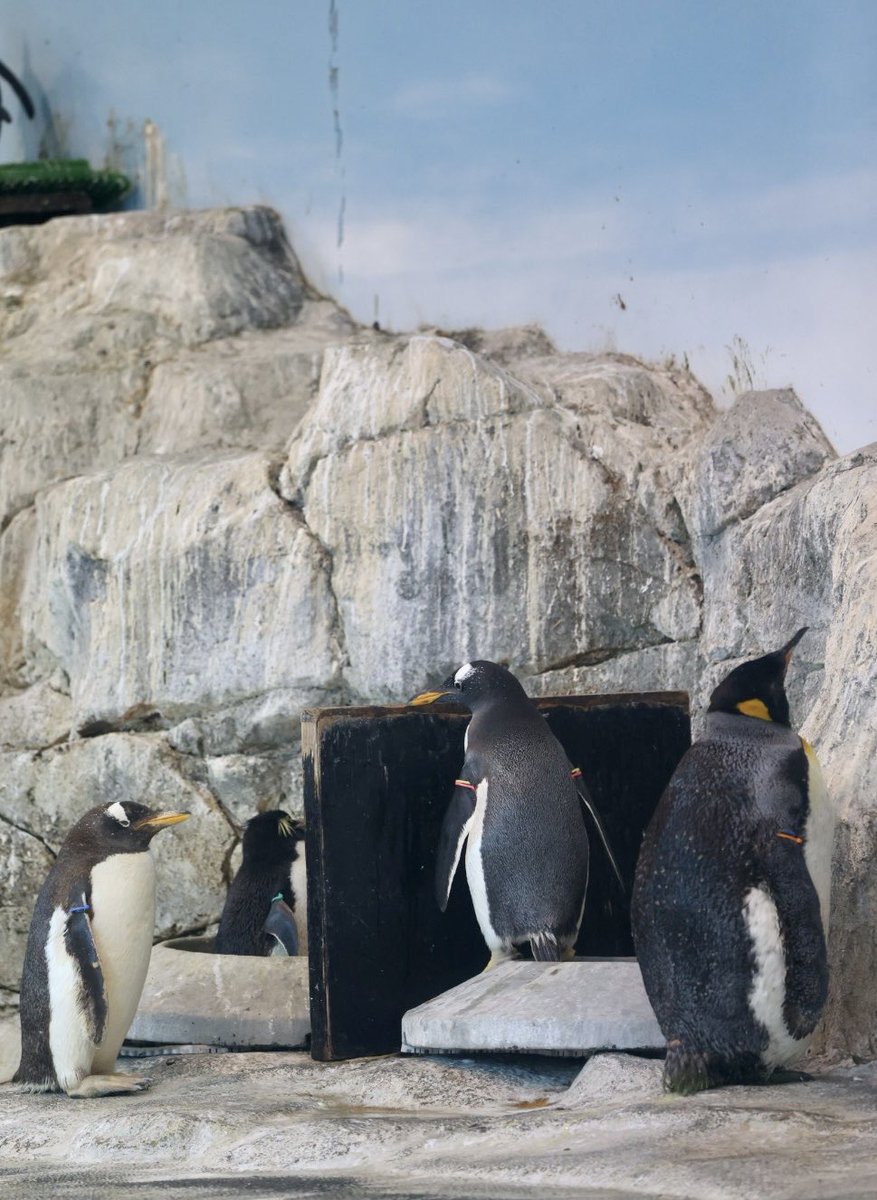 のぞき見ジェン #長崎ペンギン水族館 #ジェンツーペンギン