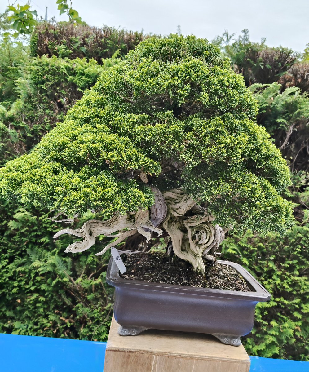 鍵の君 tweet media