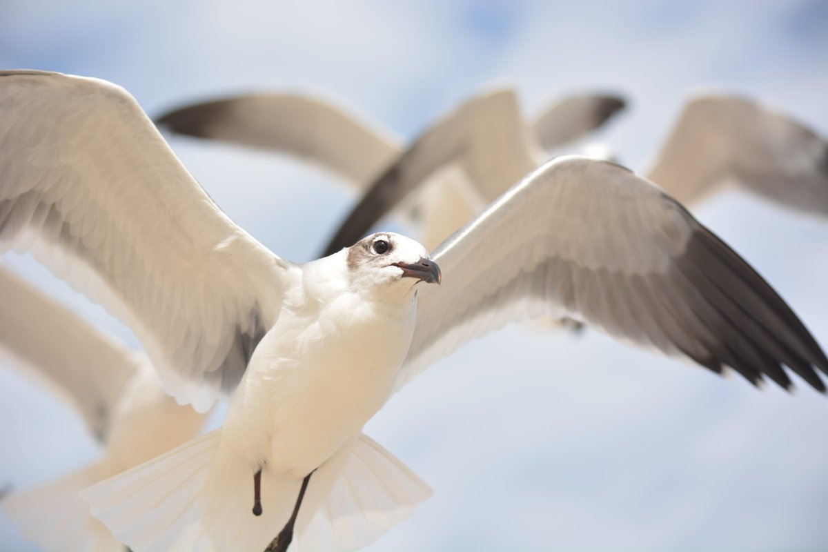 CRSImages's tweet image. #birds #birdphotography #birdsofX #NaturePhotography #nature #wildlife #wildlifephotography