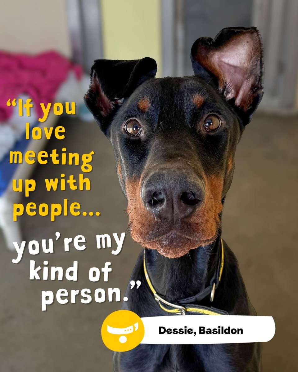 Dogs Trust 💛🐶 tweet media