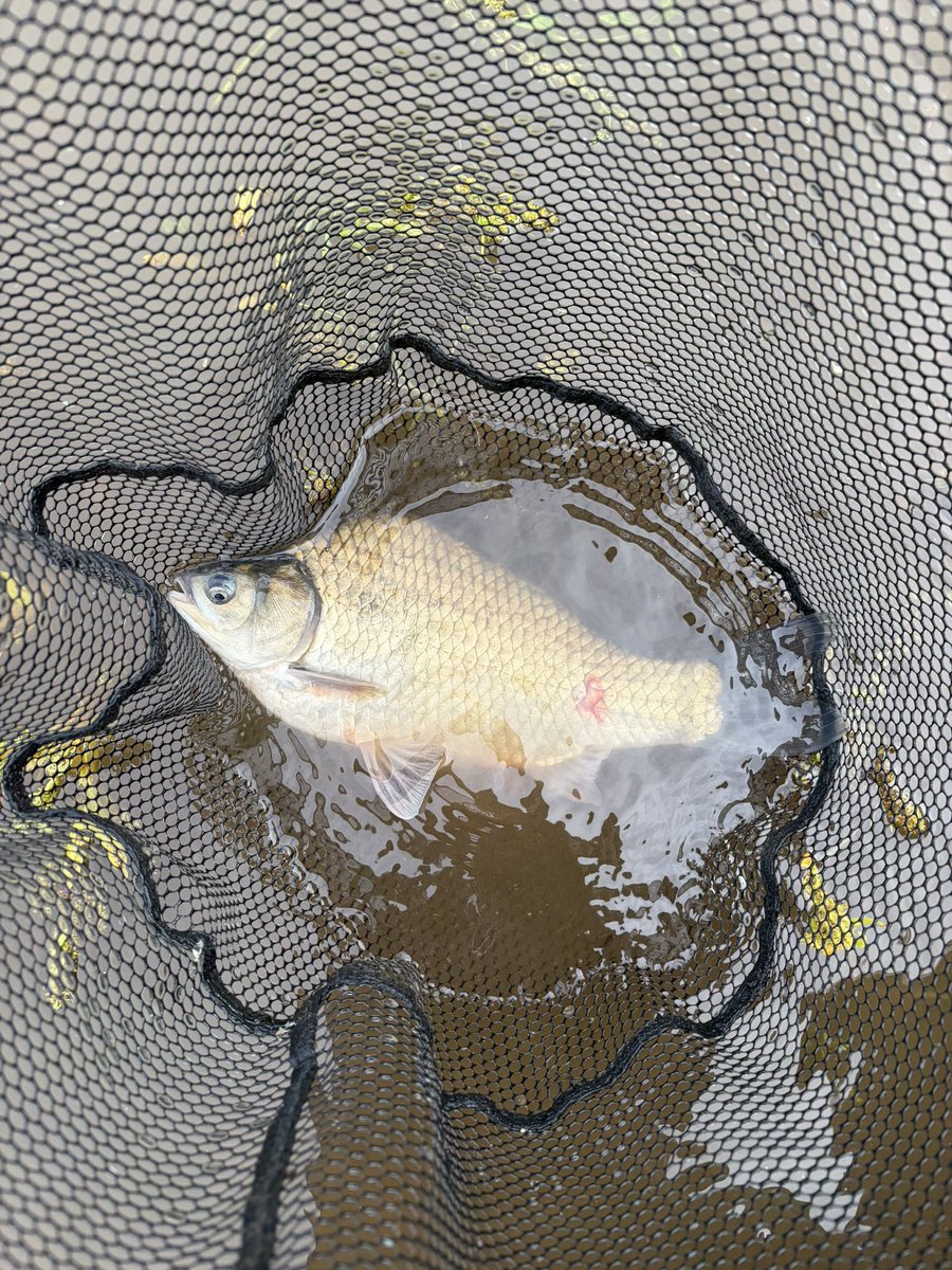 たけぽん@週末へら釣り🎣 tweet media