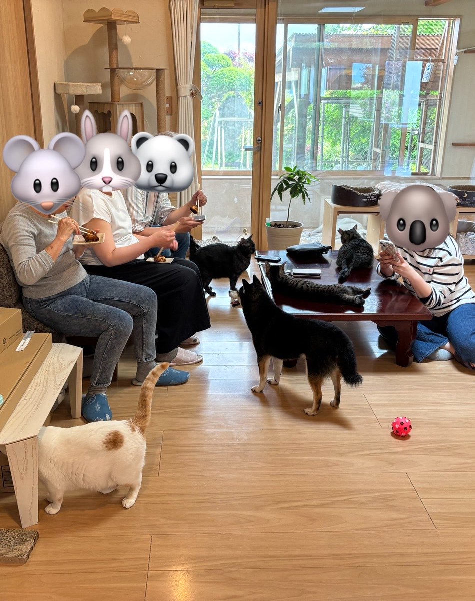 GWということで、さんちゃんが帰省してきてくれました！

さんちゃんも猫たちも、個体の判別がしっかりできているので、終始リラックスモード🐕♪🐈♪

さんちゃんを知らない子猫たちだけパニクってました🥲これも練習じゃ…

#保護犬　#黒柴　
#今は里親さんちでしあわせ
