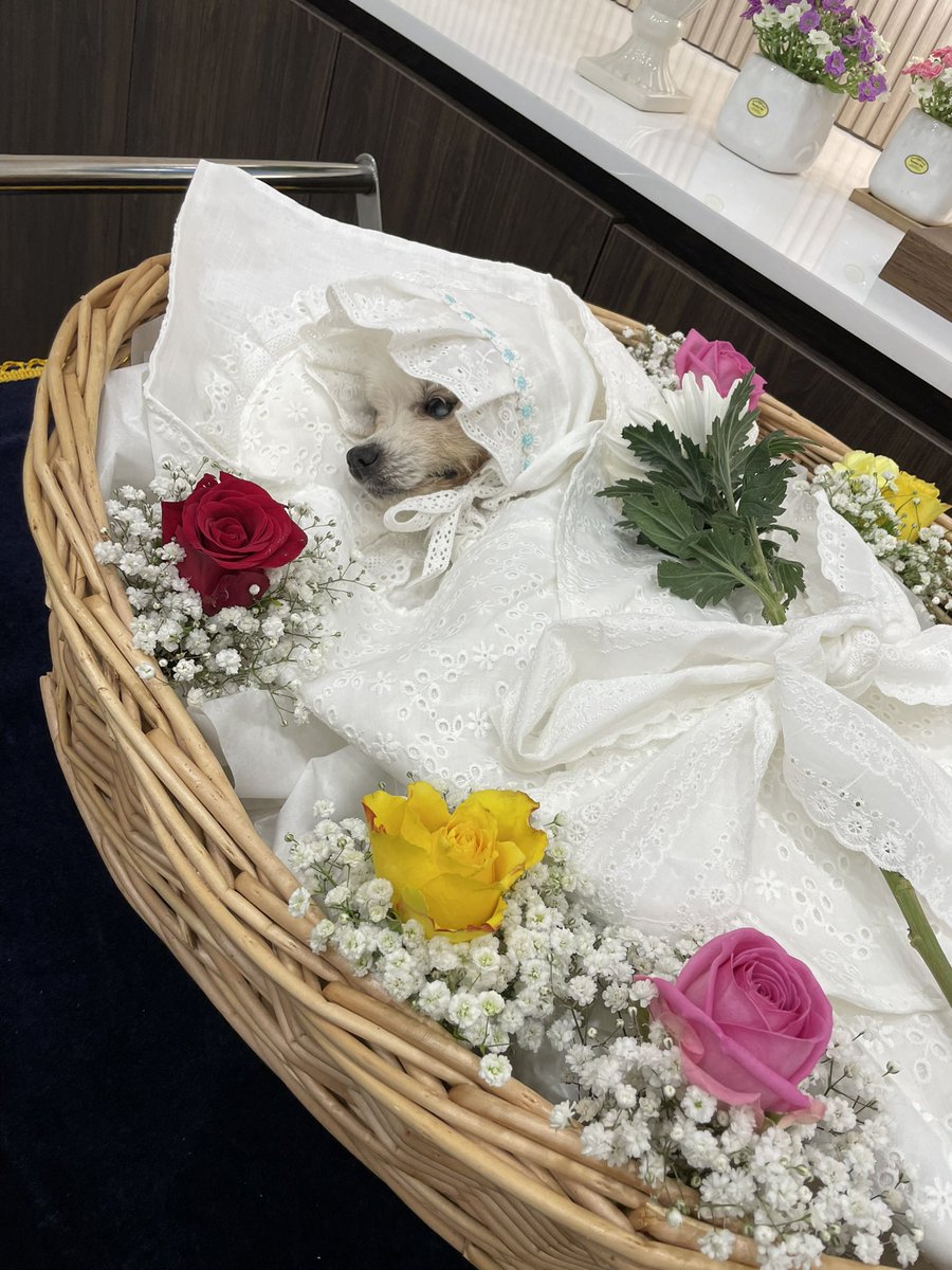 chundukku's tweet photo. 우리애기 https://t.co/VMh8d5spPt