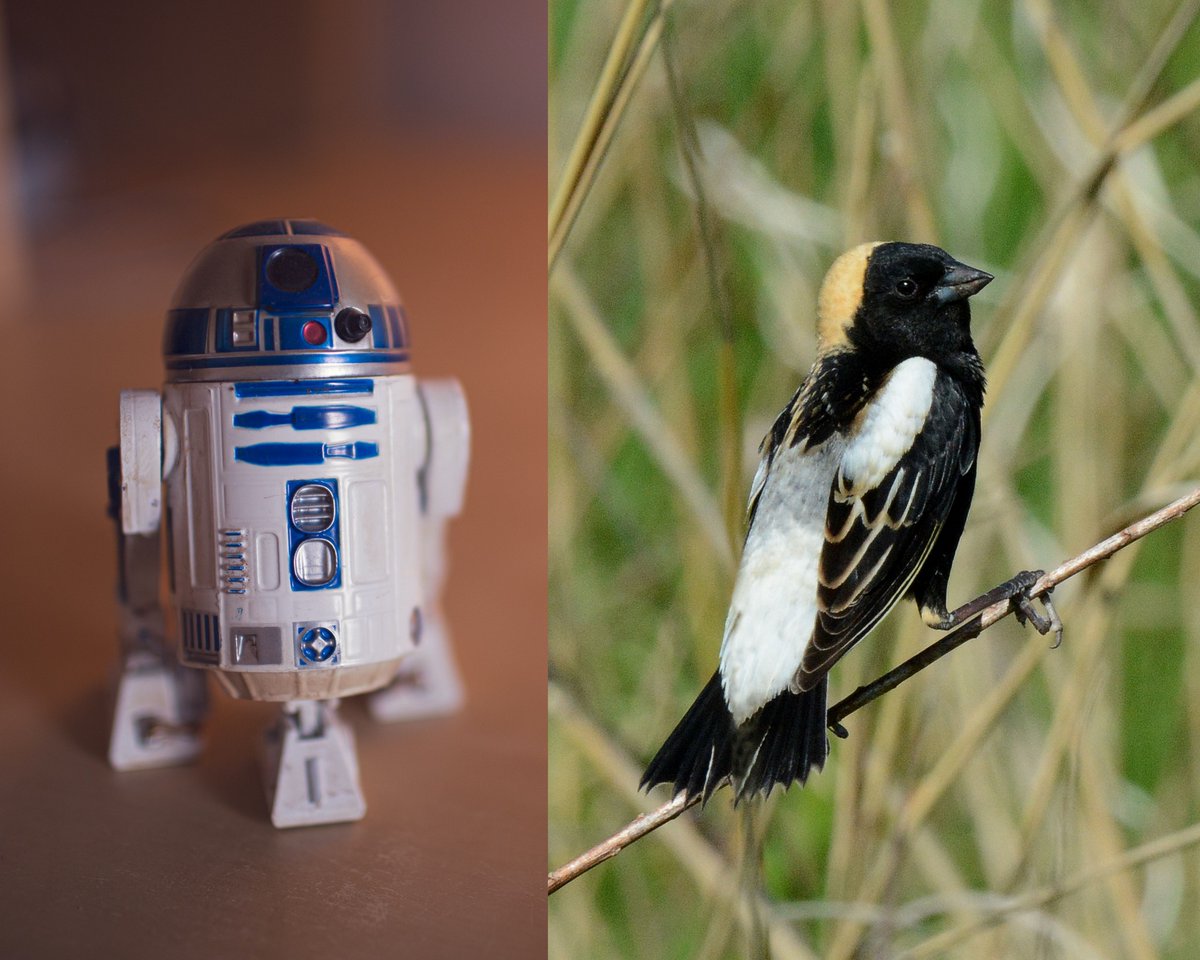 PNPointePelee's tweet photo. R2D2 ou Goglu des prés – c'est vous qui décidez! #JournéeStarWars
https://t.co/9AU401z169 https://t.co/nfJHrwedc4