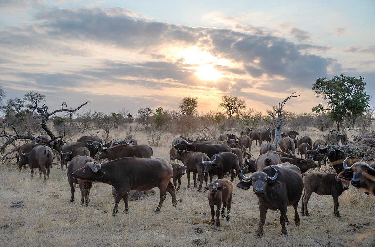 SIMV_RP's tweet image. 🐃🌍 #FMD : alors que la fièvre aphteuse explose en Afrique du Sud, des experts mettent en garde contre les menaces qui pèsent sur d'autres pays.

ow.ly/n0lI50YUgWc