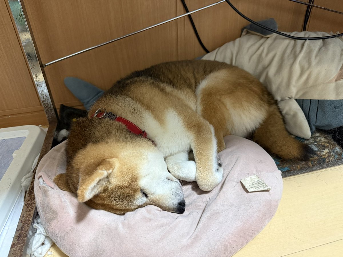 本日はもうおねむなサイゾウくん