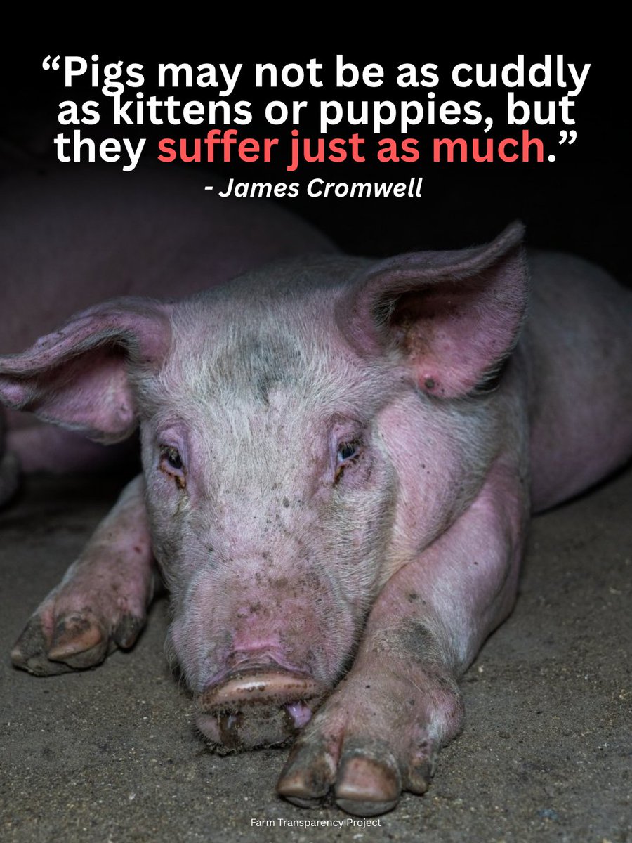 teamveganfta's tweet image. Show compassion to all animals, not just the 'cuddly' ones. 🐷💔

📸: farmtransparencyproject (IG) 

#pigs #veganquote #veganshare
