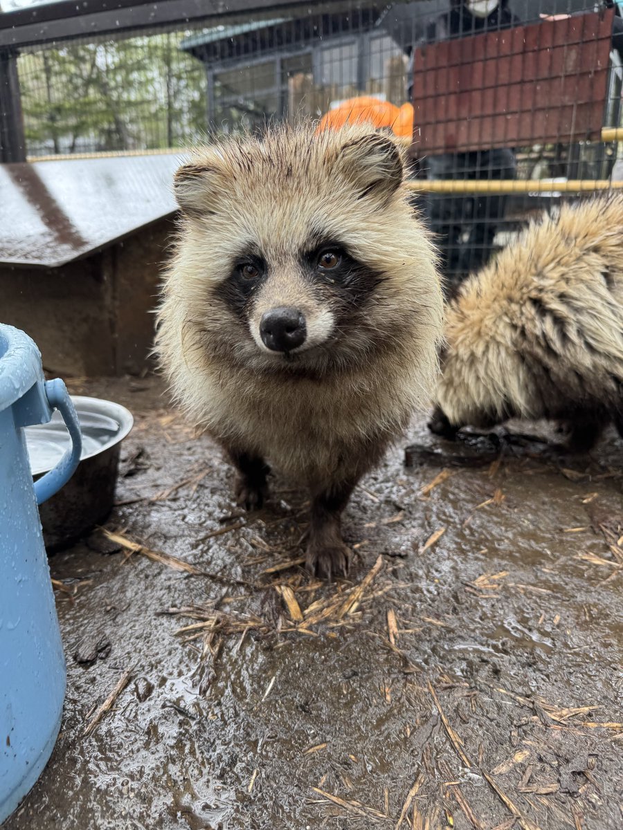 旭川市旭山動物園［公式］ tweet media
