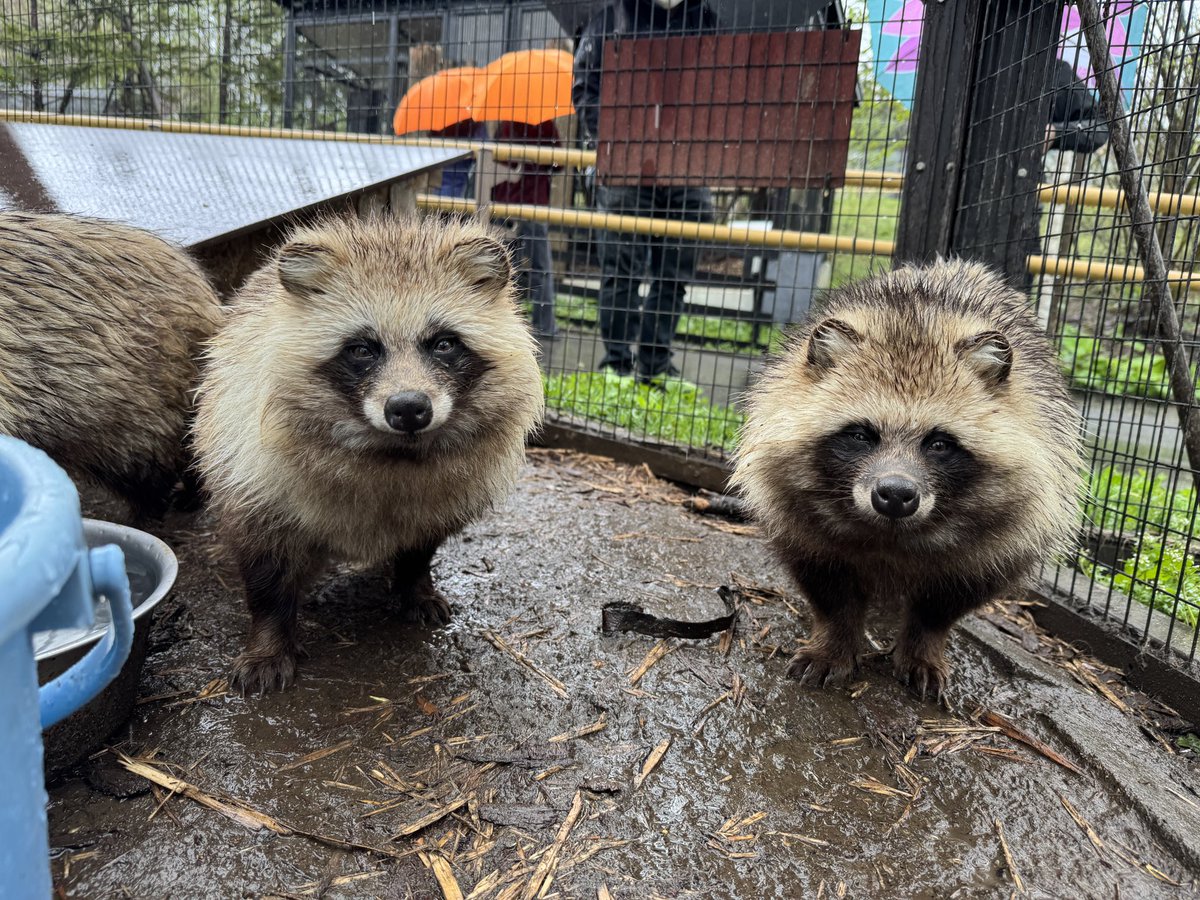 旭川市旭山動物園［公式］ tweet media