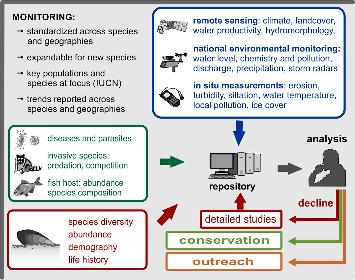 INCPoland's tweet image. 🦪🌍An Urgent Call for the Coordinated Monitoring of European Freshwater Mussels - new publication!
🔗conbio.onlinelibrary.wiley.com/doi/10.1111/co… 
#freshwatermussels #monitoring #biodiversity #malacology #europeanredlist