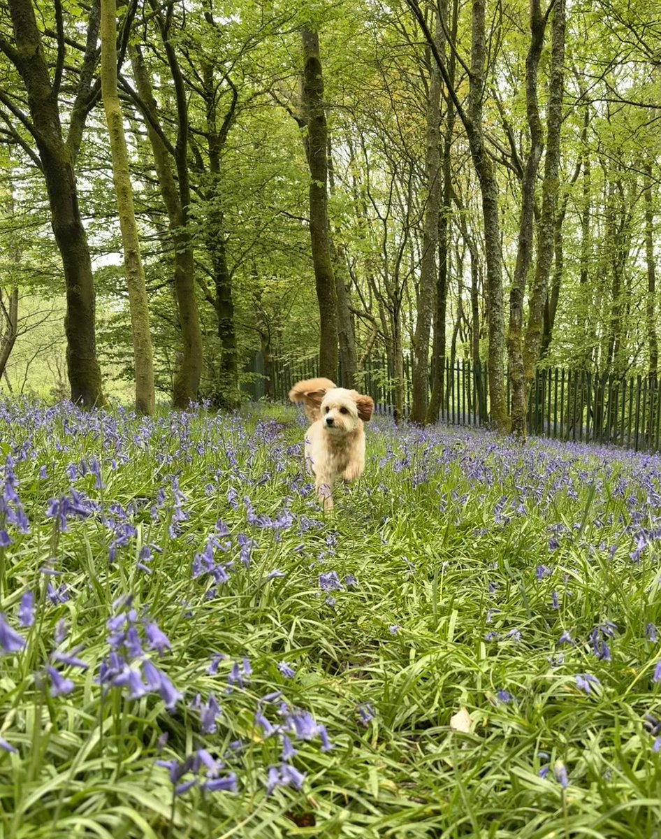 lisa_j_dawson's tweet photo. Love a morning off lead walk with this girl, loving exploring in the bluebells β¨ππ§Έ
#bluebells #cavapoochon #f1cavapoochon #exploring #staffordshire https://t.co/QudjODG88f