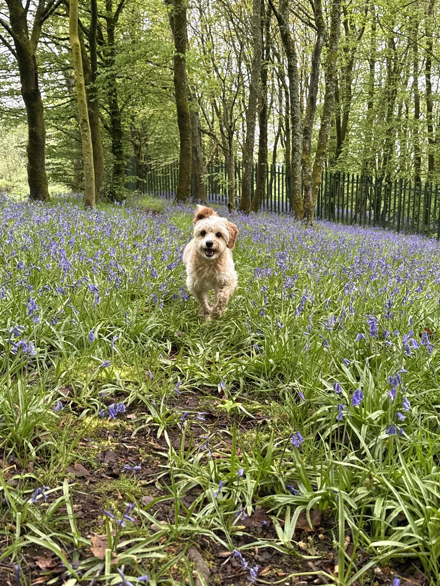 lisa_j_dawson's tweet photo. Love a morning off lead walk with this girl, loving exploring in the bluebells β¨ππ§Έ
#bluebells #cavapoochon #f1cavapoochon #exploring #staffordshire https://t.co/QudjODG88f