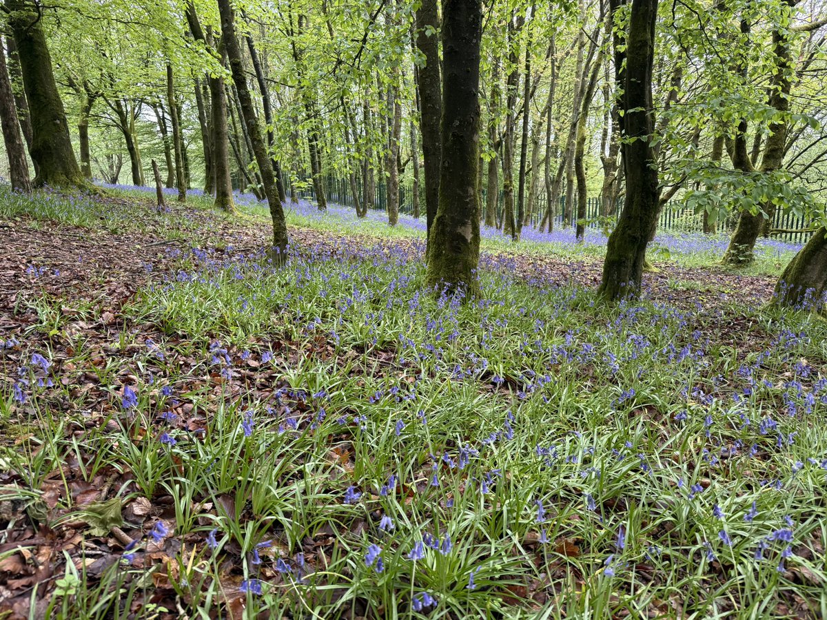 lisa_j_dawson's tweet photo. Love a morning off lead walk with this girl, loving exploring in the bluebells β¨ππ§Έ
#bluebells #cavapoochon #f1cavapoochon #exploring #staffordshire https://t.co/QudjODG88f