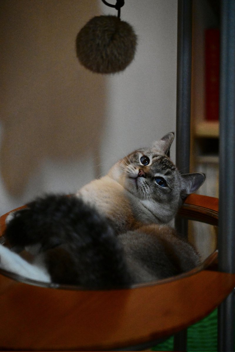 Tokyokitsune9's tweet image. 猫のいる暮らした😾🌳934日

こんばんは🐾🌙
#cats #猫のいる暮らし
#猫好きさんと繋がりたい