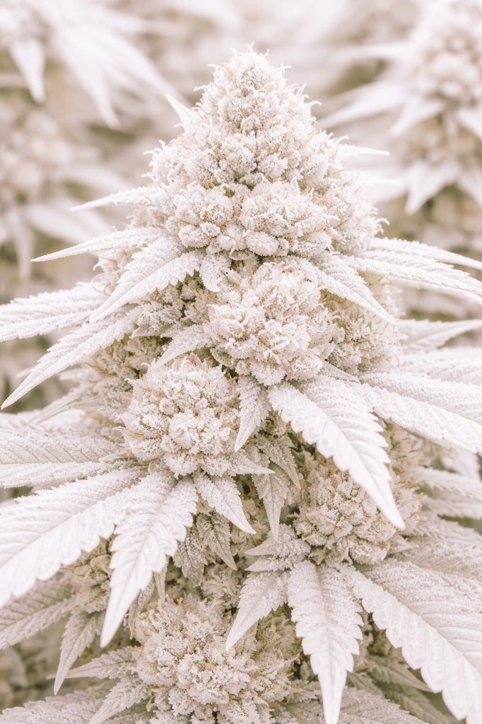 CANNA COLLECTORS tweet media