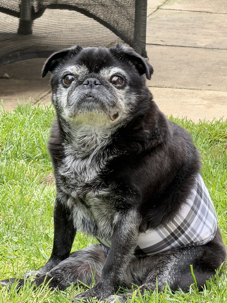 Albert the Pug🌈 (account now run by Betty) tweet media