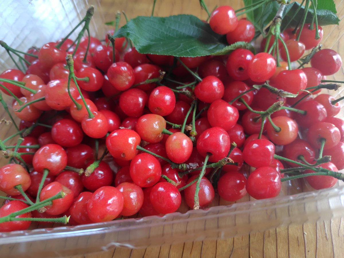 たわわに実った🍒さくらんぼ💕
たくさん🧺収穫できました✌🏻
🍒数十粒食べました。甘さはそれほどだったけど美味しかったです🥰
⚠️収穫写真は一部です😋