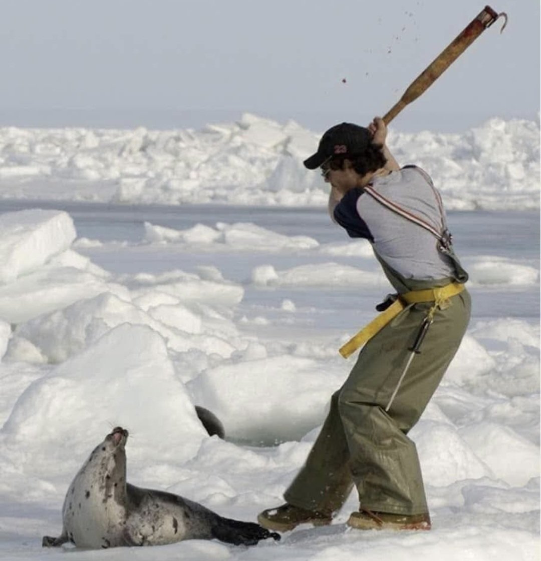Pbe95's tweet photo. Chasse aux phoques au gourdin.
Comment cela peut il encore durer ? https://t.co/nuTQXtzWZ8