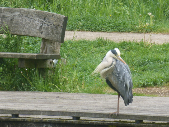 dvanduuren1's tweet image. He also Showed his face 
this Afternoon...., 

You can See the 

- Bathing Heron - on our 
EDS News Facts Blog:

edsnewsfacts.blogspot.com/2026/05/garden…

#Herons #Birds #BirdPhotography #News #Nature #Sunny #Naturelovers #Bathing #Water #Waterbird #zazzlemade #Blogs #Blogging #Blogger