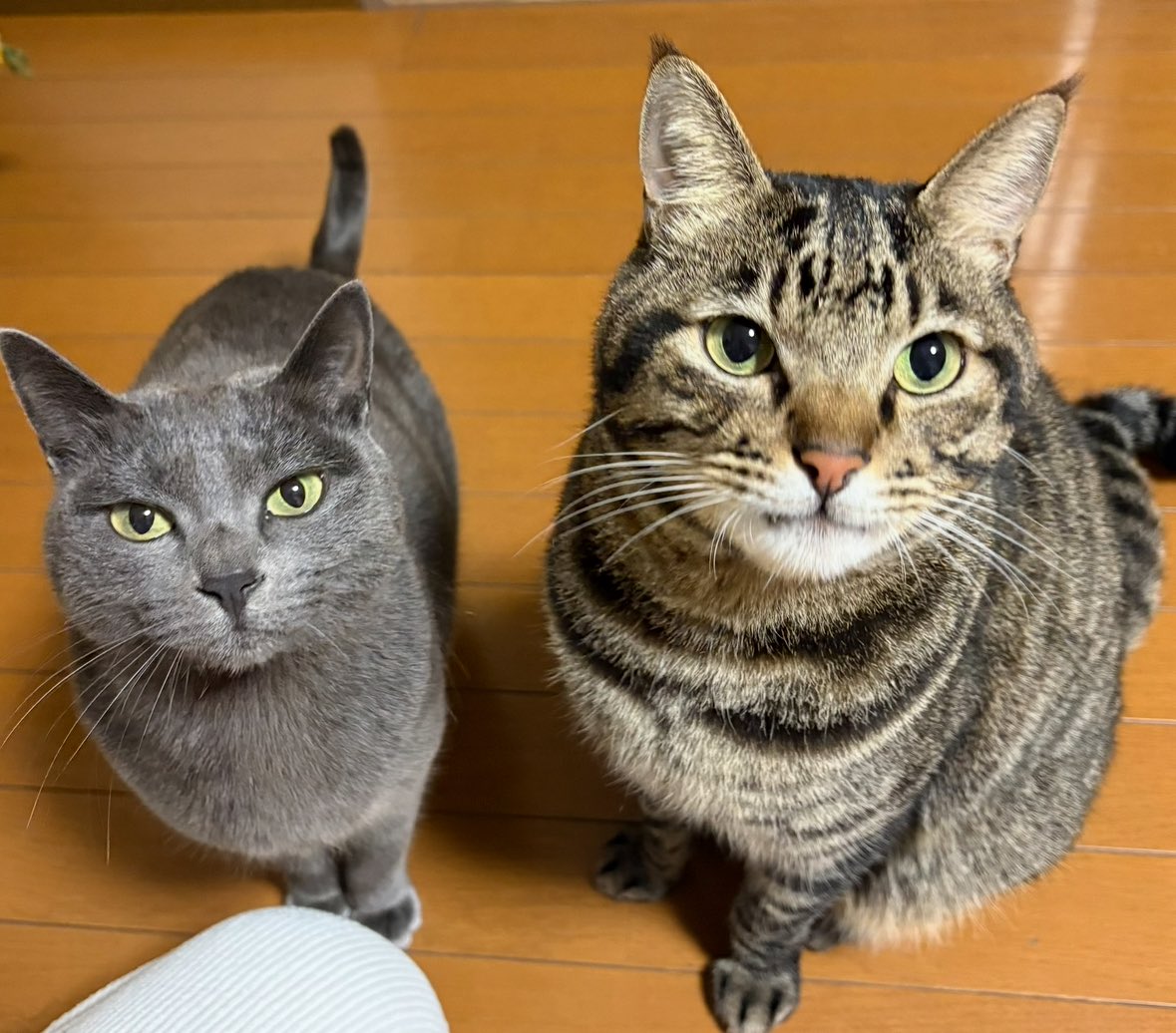 あられとおかき tweet media