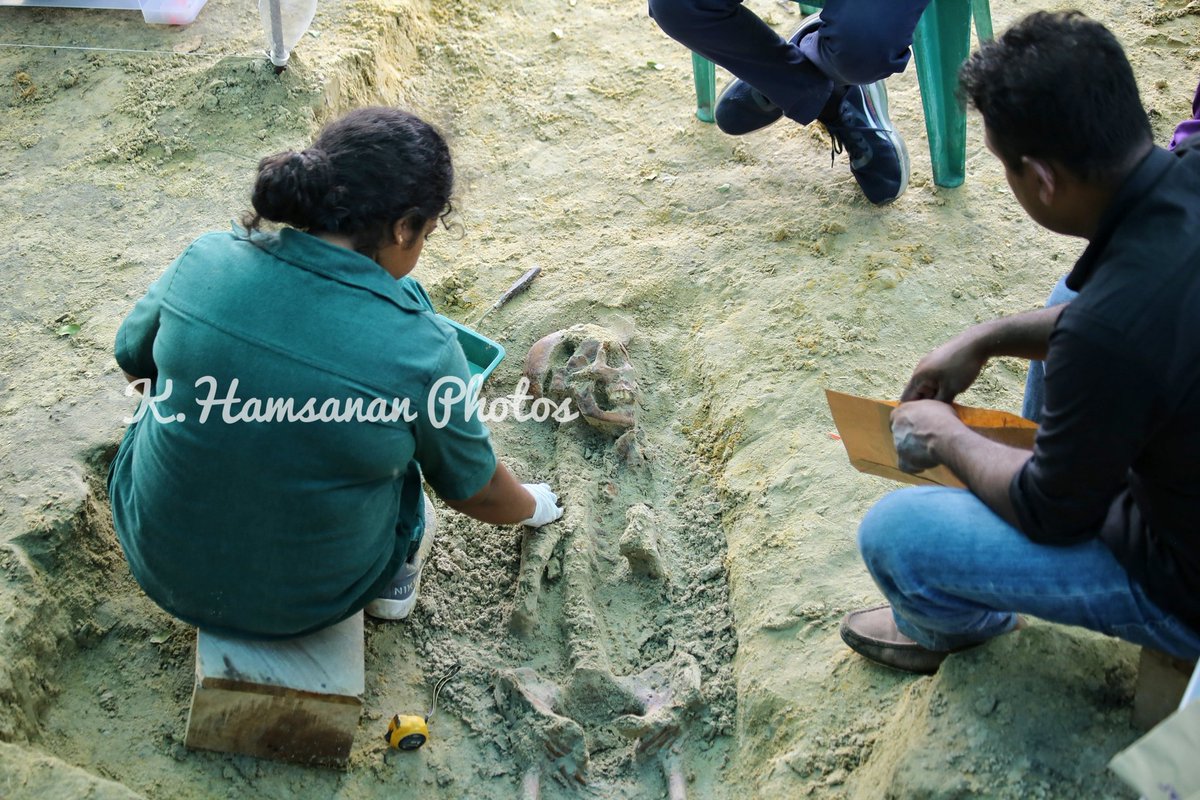 Hamsanan tweet media