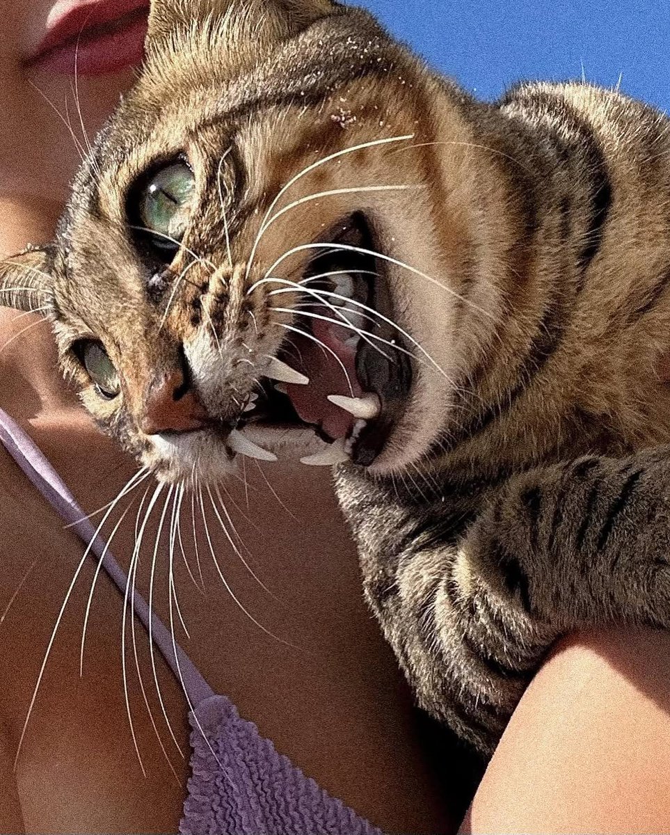 Nina_Beeeeeee's tweet image. First-person perspective: You're trying to take a cute selfie, but your cat has other plans
 Does anyone else have such a dramatic cat? 
Come share some funny stories about your cats! #CatLife #BeachVibes #PetMemes