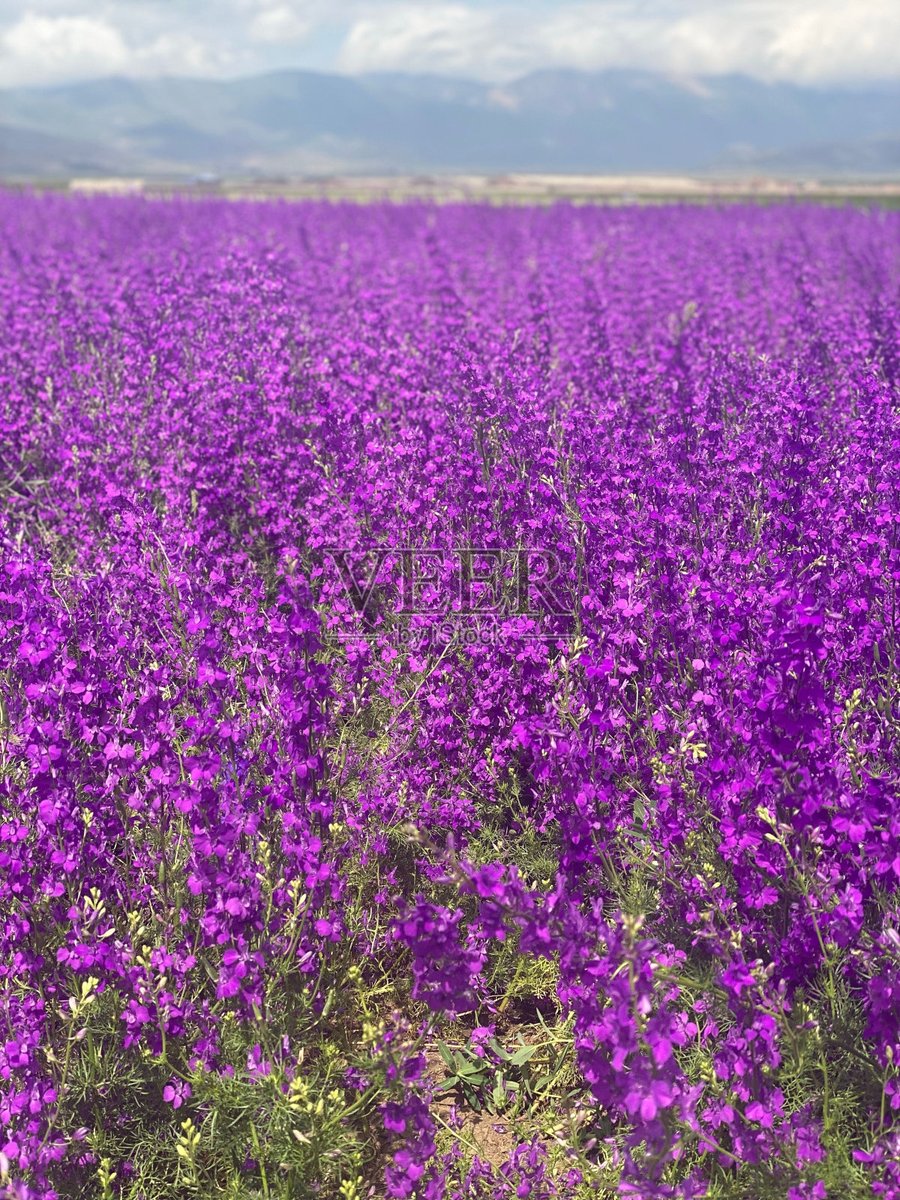 dai_ma_11's tweet image. Nature Explorers Meetup Alert!  Join us this Sat, 10 AM at Green Lake Park for a guided hike + plant ID workshop!  Bring water, comfy shoes, and curiosity—we’ll spot wildflowers + learn local flora.  Tag a friend who loves the outdoors!   #EcoClub #HikeWithUs #NatureLovers