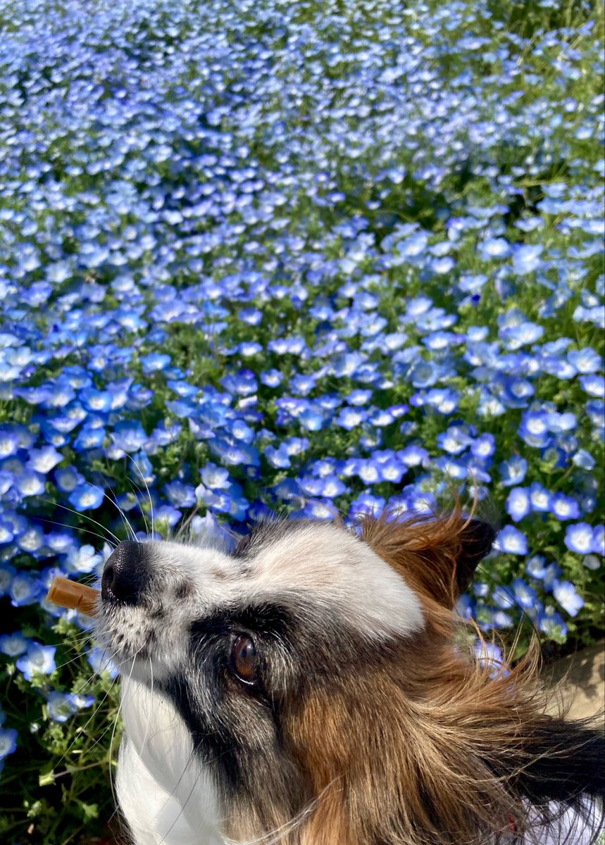 Richelieu_rich4's tweet image. よいお天気です
#ネモフィラ #papillon