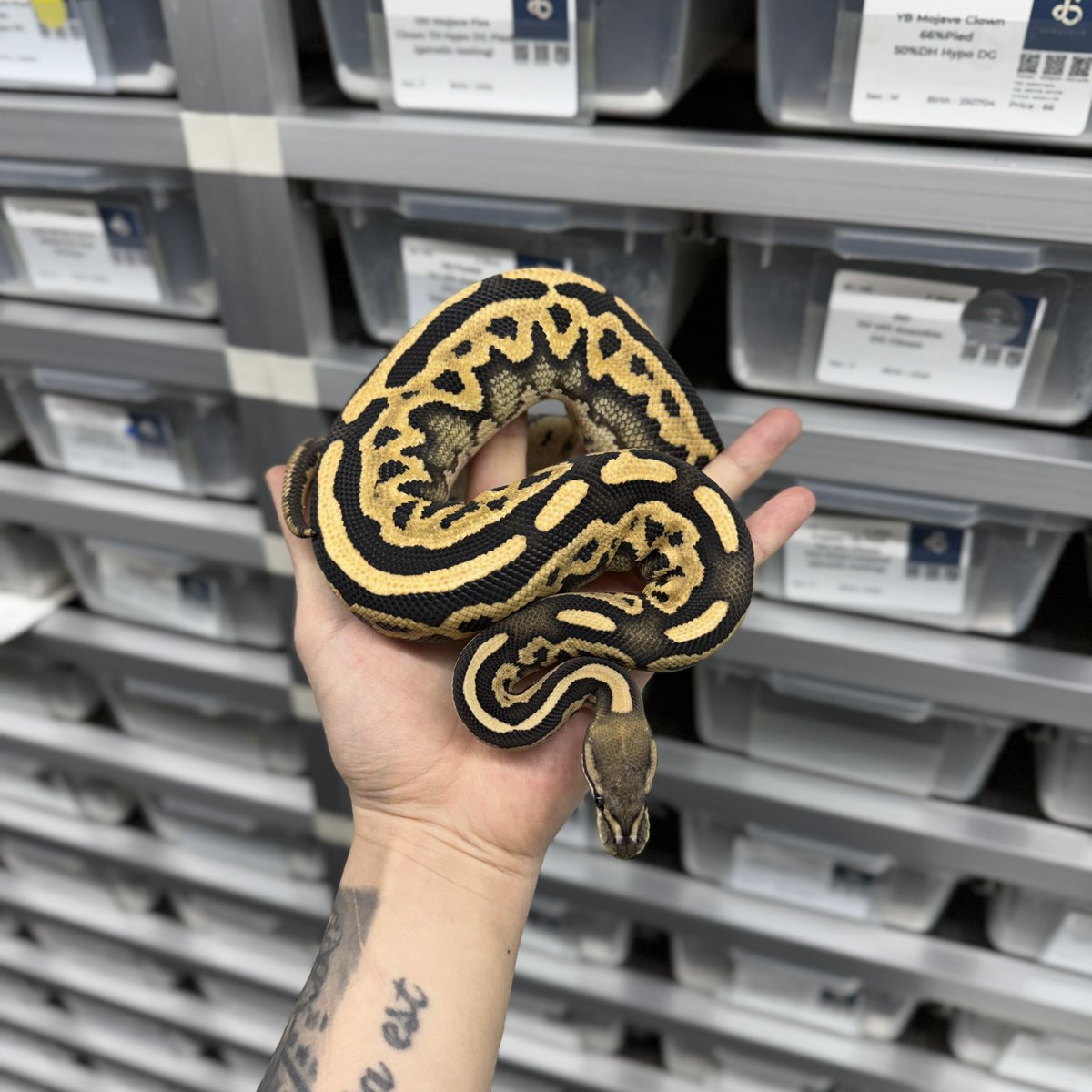 Black Pastel Leopard DG DH Hypo Clown!