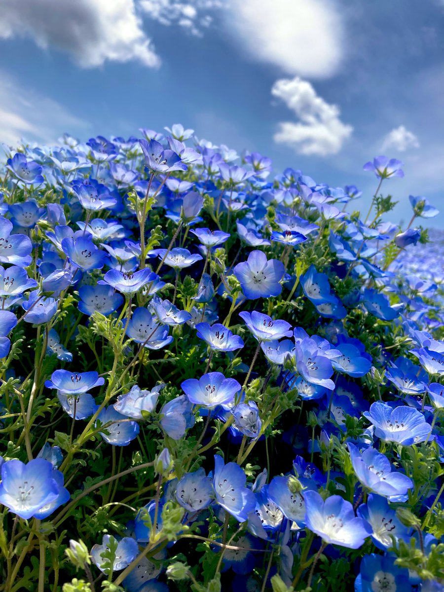 Richelieu_rich4's tweet image. よいお天気です
#ネモフィラ #papillon