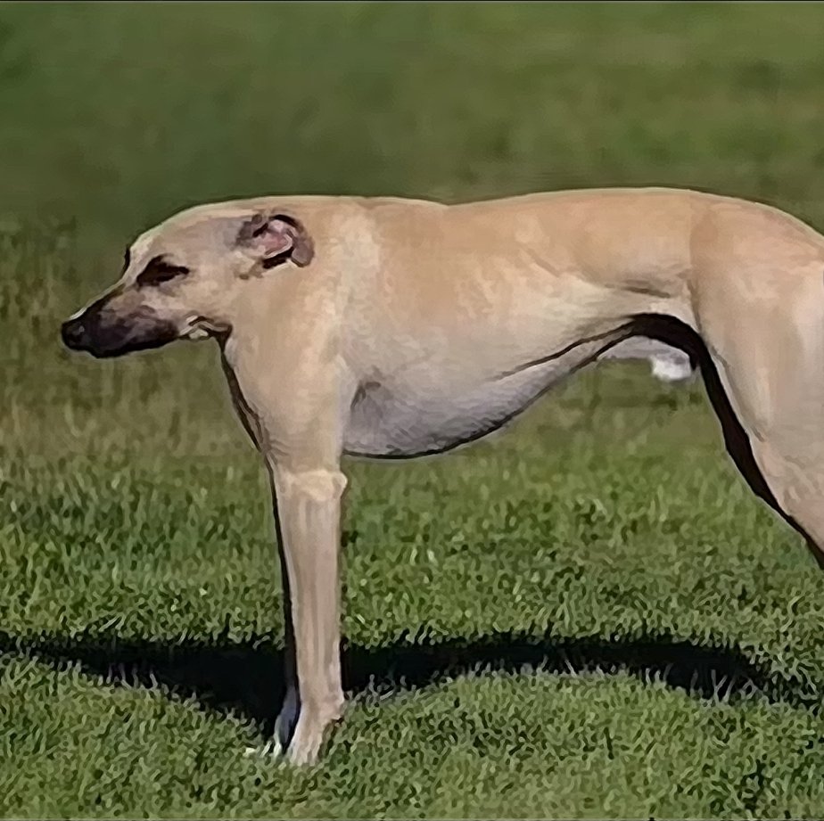 BigMoLoyal1872's tweet photo. If James forest was a dog https://t.co/JyM7Yu3rMt