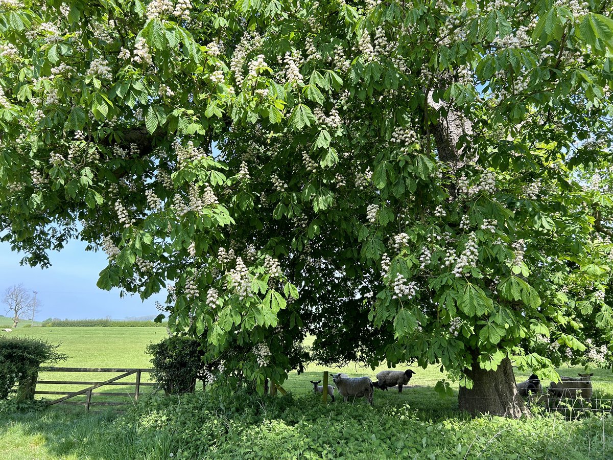 Yorkshire Wolds Weather tweet media