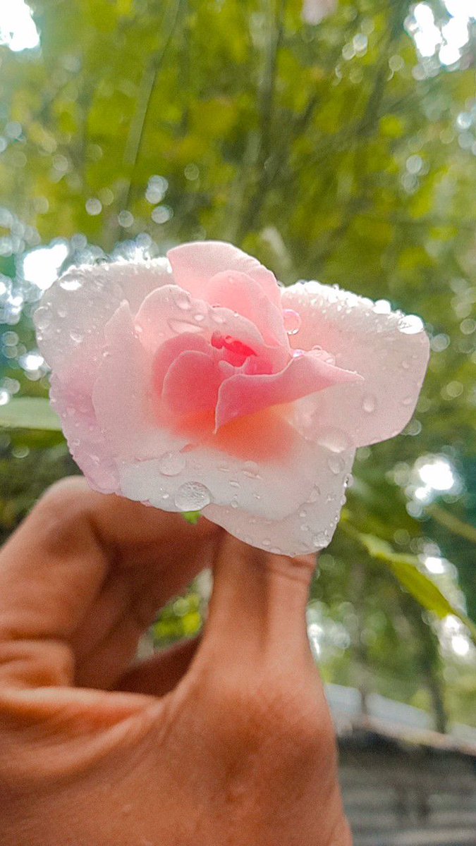 iakashdigital's tweet image. Alhamdulillah good afternoon
Greetings and love of the roses drenched in the rain,
#myphoto #post #Bangladesh #vairalpost
#foryouシ Rs Md Ridoy Raihan