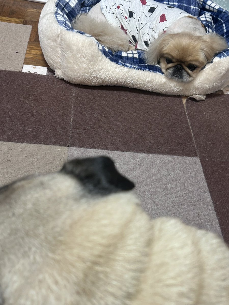 OFUKU_Happy's tweet photo. トリミングに行きお疲れモードの2人。ハッピー氏はカットをし仔犬モードになりました♡  #パグ  #ペキニーズ https://t.co/K1TbZ49d98